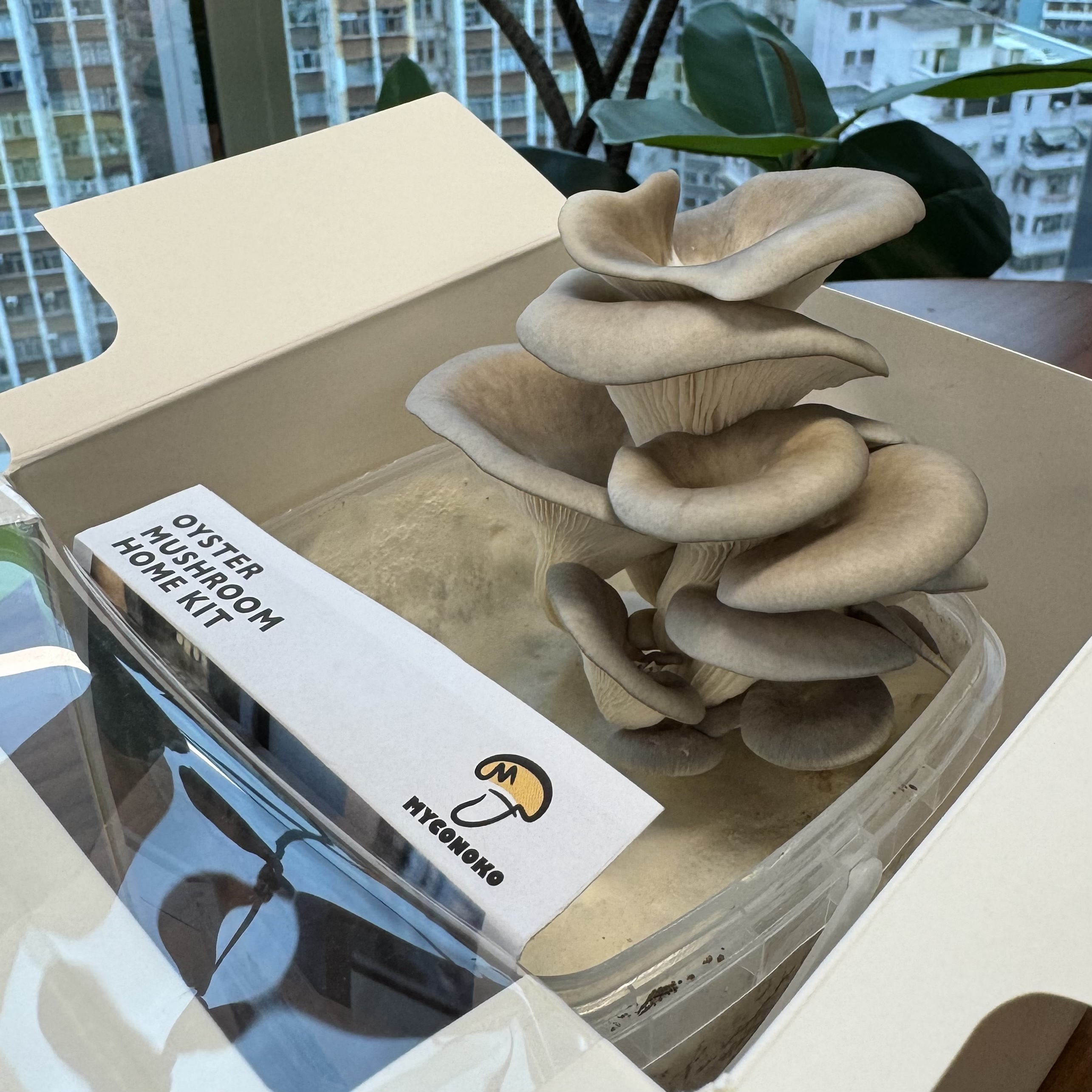 Mushroom Home Kit