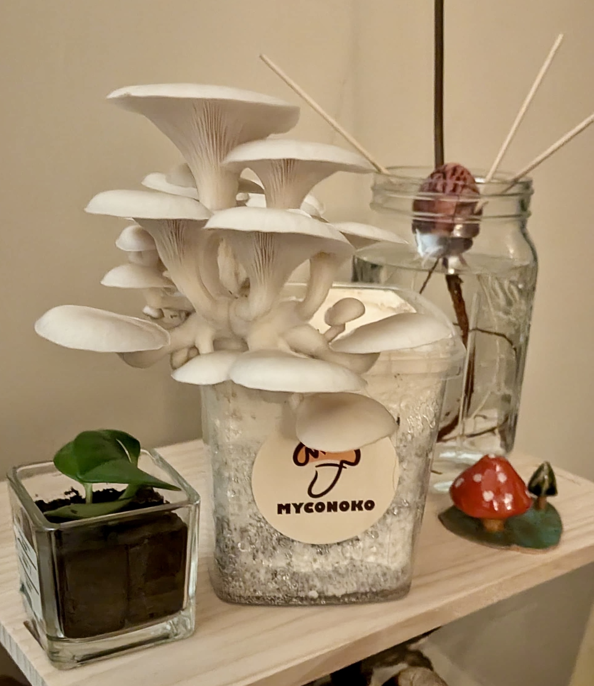 Myconoko Home Kit customer grow