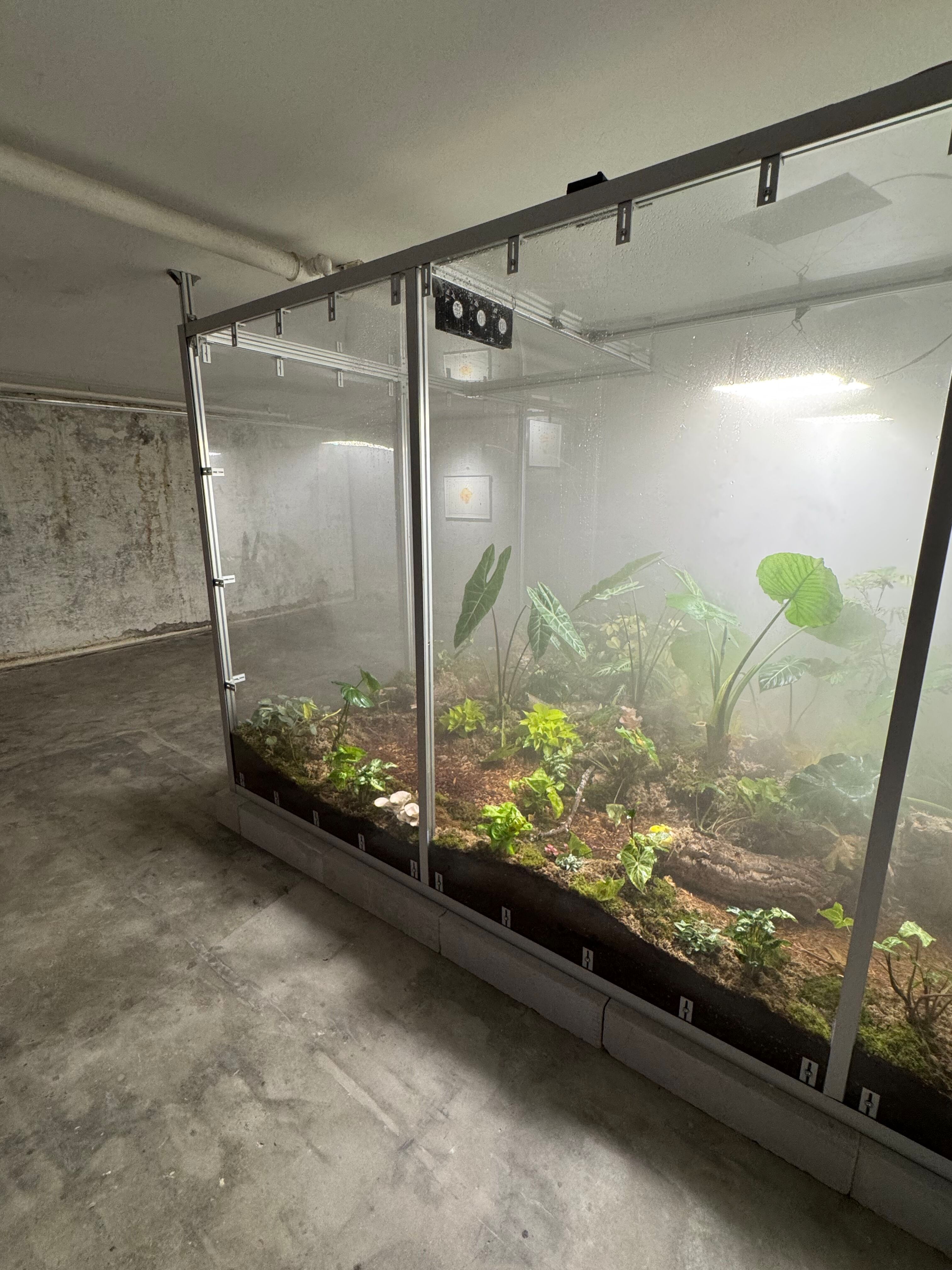 Myconoko current developments