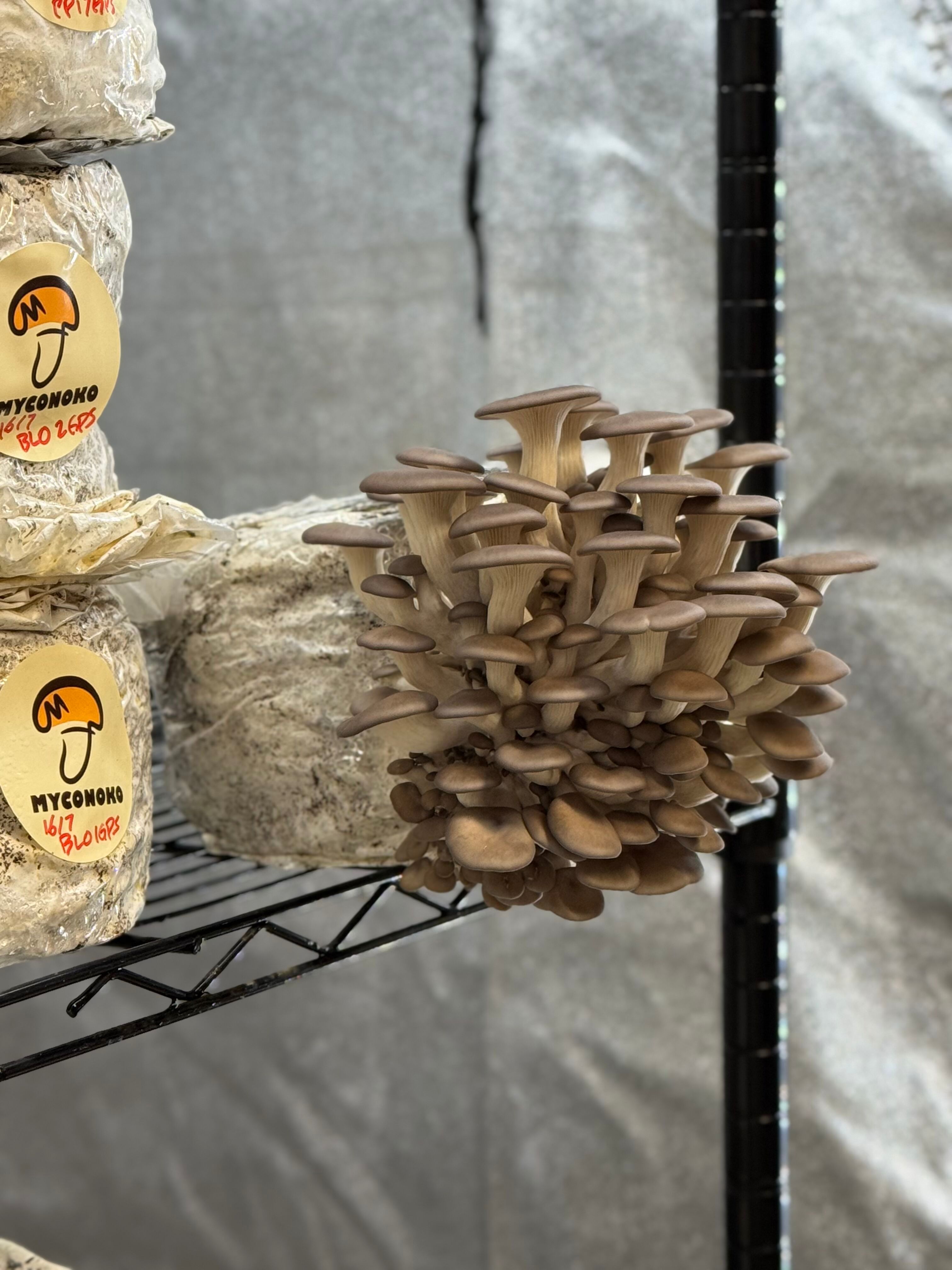 Education and workshops